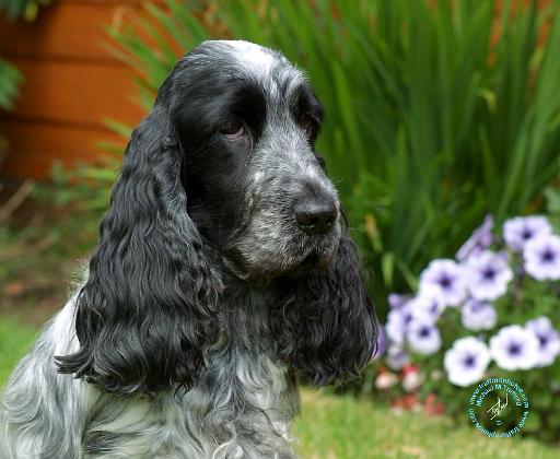 Cocker Spaniel 9W017D-139.JPG